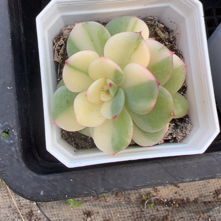 三文鱼锦多肉植物103