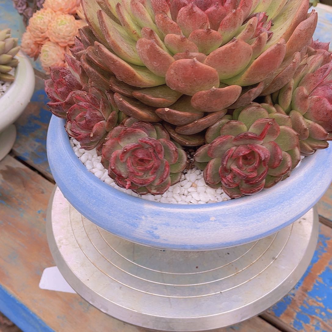 无*多肉植物保护研究所