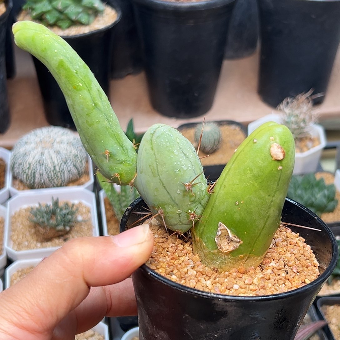 点赞城城柱一颗    