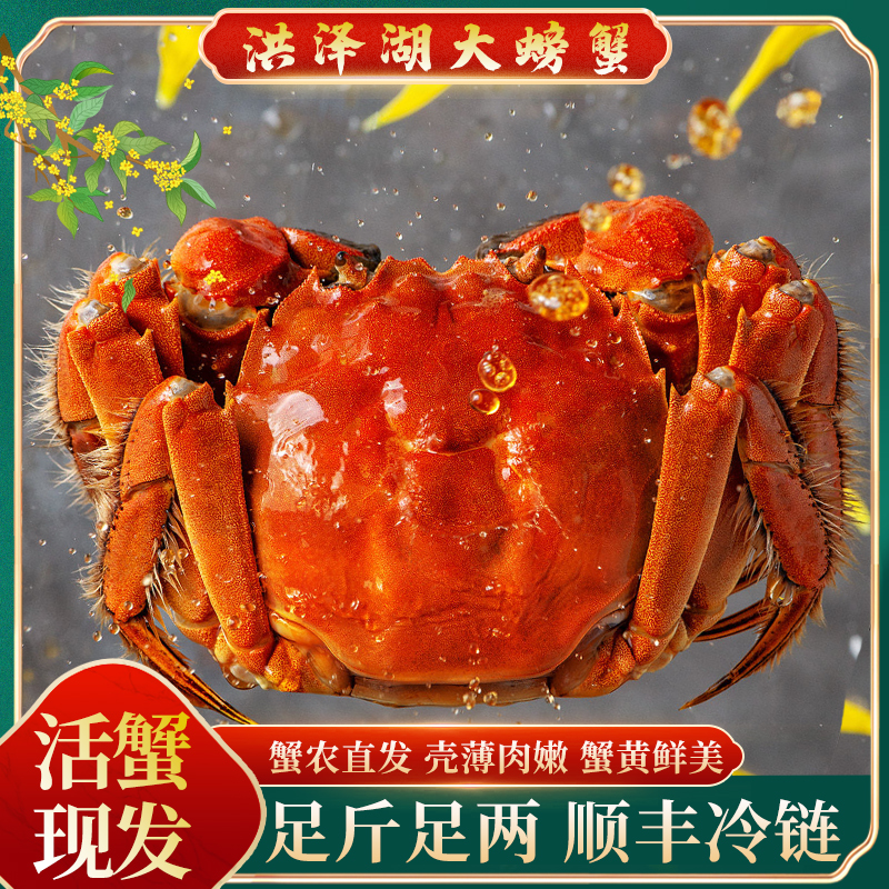 【活蟹现发】全母江苏螃蟹1.8-1.5两 8只 送2只顺丰包邮不捆扎