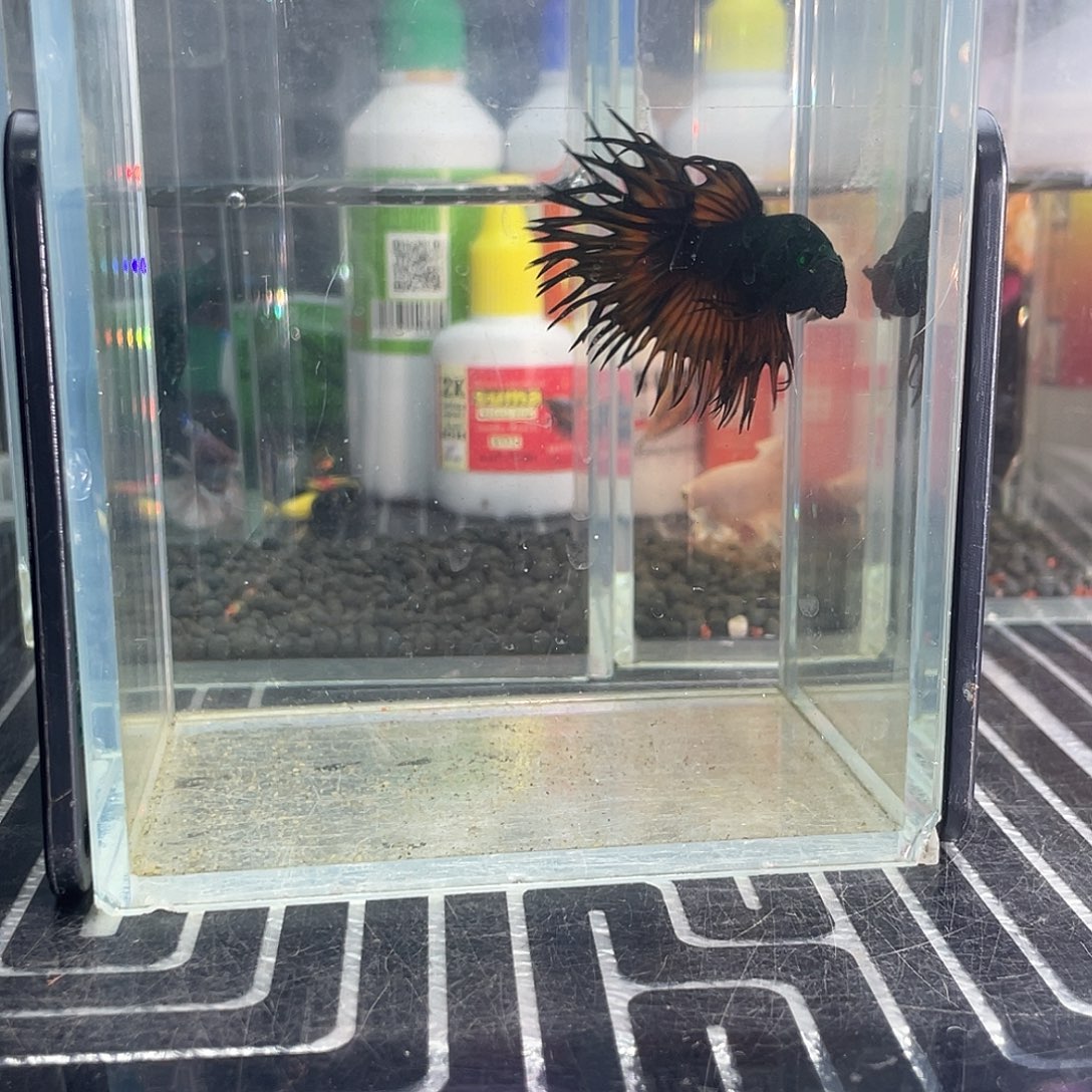 斗鱼9号123早绿毒