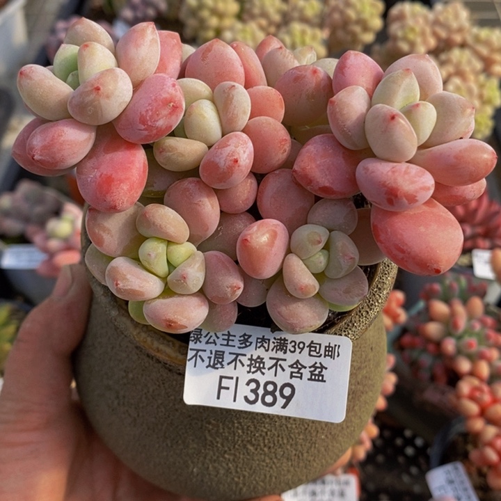 樱花洛神9cm389多肉植物