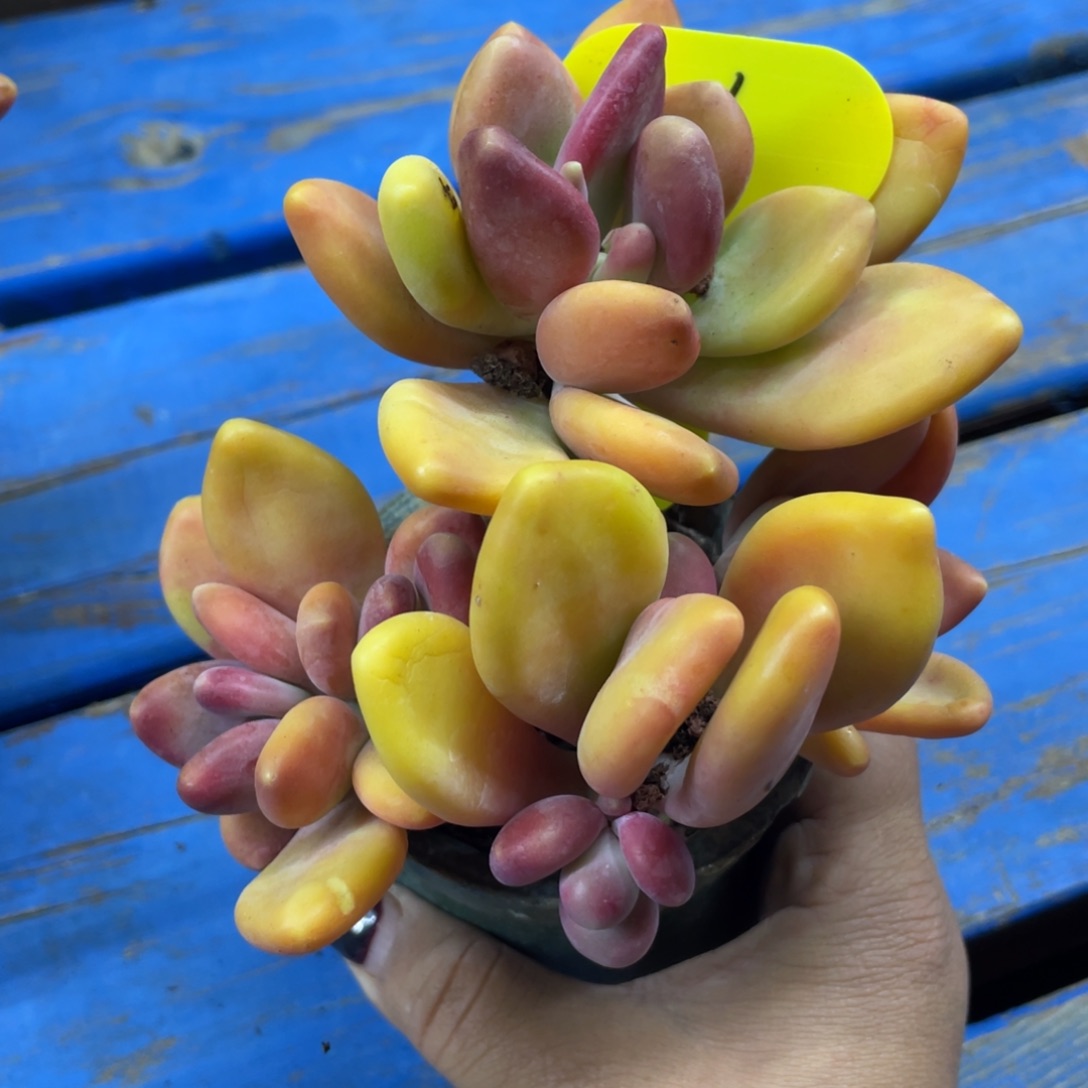 芒果奶酪6头有个头瞎了136