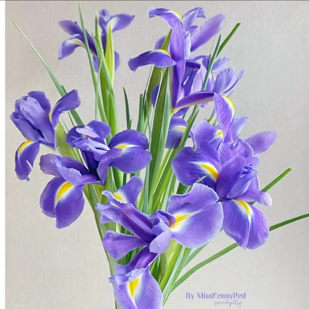 鸢尾诺法兰鲜切花云南直发顺丰