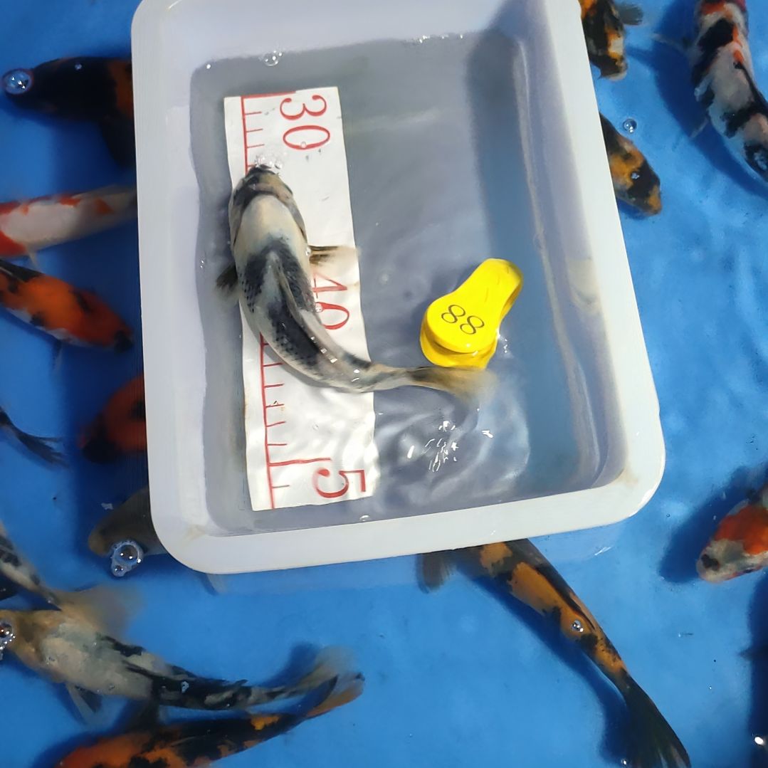 海水鱼红白大正昭和菲血白写