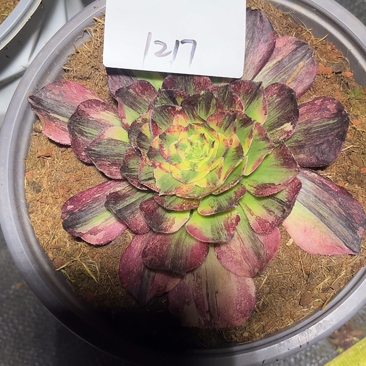 安***然伯娇多肉植物保护1217