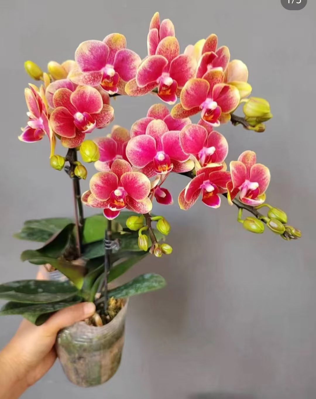 1个剑【金蝶2.8杯。腊质花】没有开花