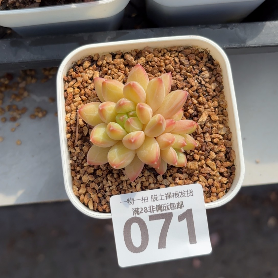 青花瓷无盆土发货
