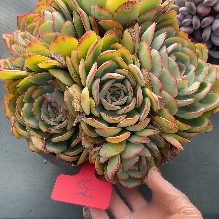 两单包邮，一物一拍，晨露35