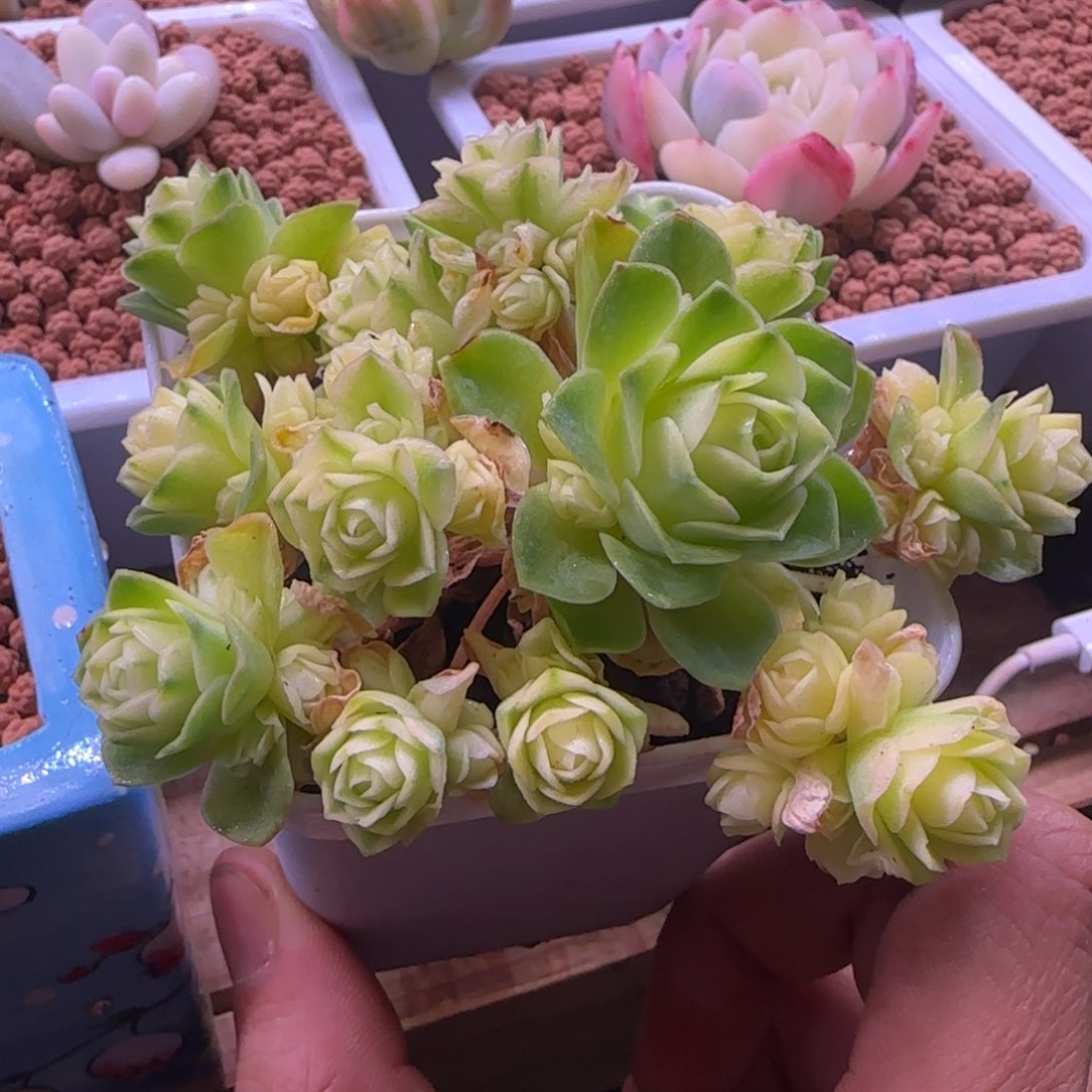 猫眼玫瑰锦 多肉植物