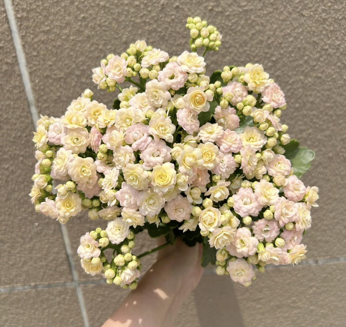 【钻石】奶油色系一代精品长寿花