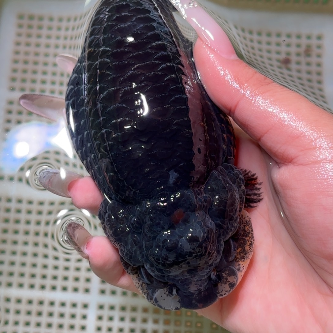 涡***室金鱼拍包装包邮，不拍包装运费到付