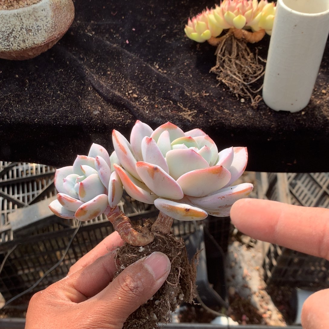 ****兔我们的产品也不可能一直用