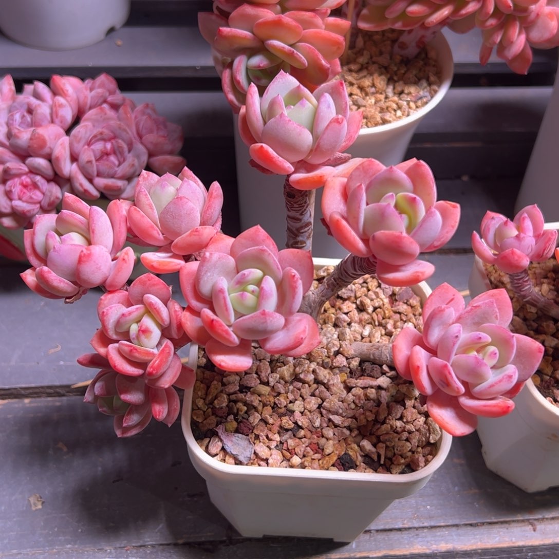 妍***白月光朵朵缀化多肉