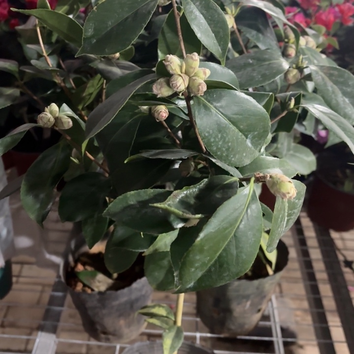 全部花苞五色赤丹山茶花