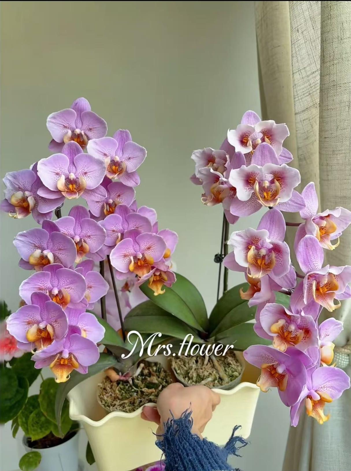 欧洲安祖 3个花剑 【博蒙特】蝴蝶兰蜡质花爆花机器 一颗开成花树小