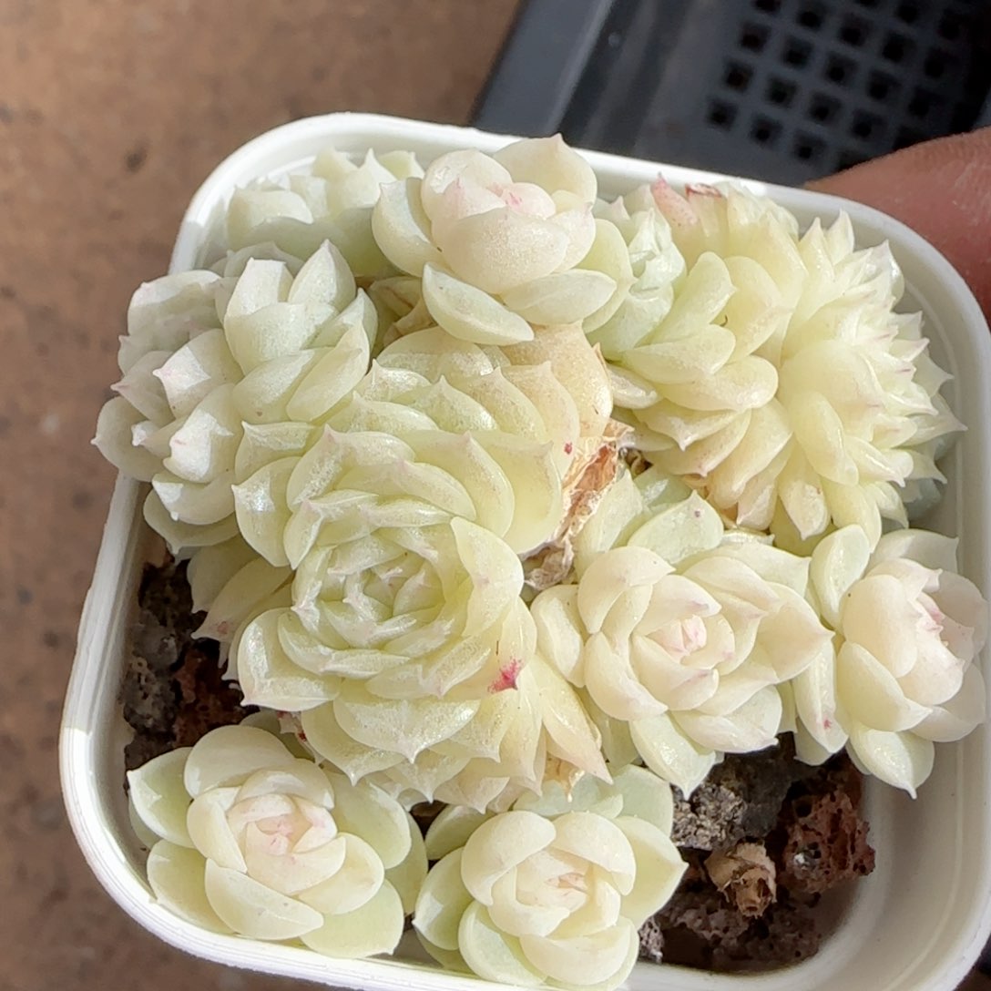 【闪购商品】0131-165（fm-173）