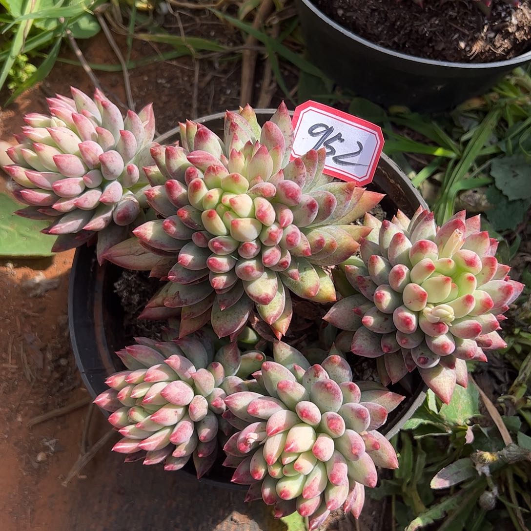 952号虞美人，一物一拍