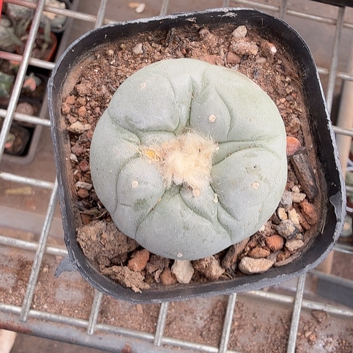 实生大海鲜4仙人球