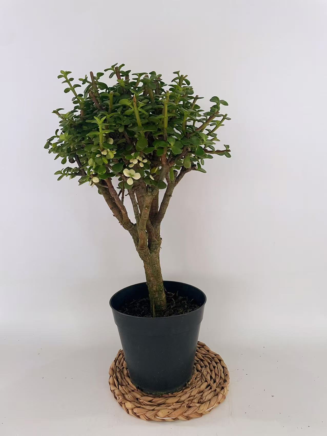 金枝玉叶 雅乐之物 绿植