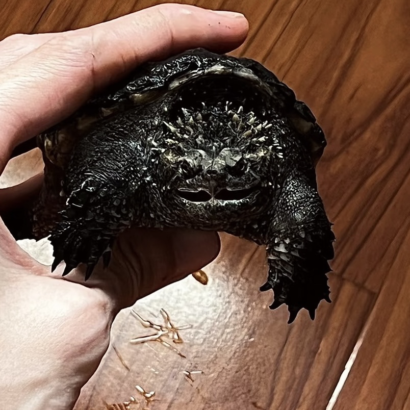 ［直播精选］爆刺纯佛鳄龟佛罗里达拟鳄龟活体宠物观赏小乌龟鳄龟