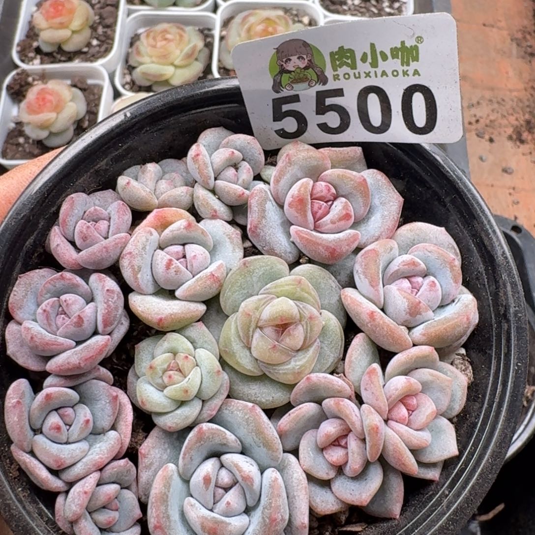 多肉植物多肉植物