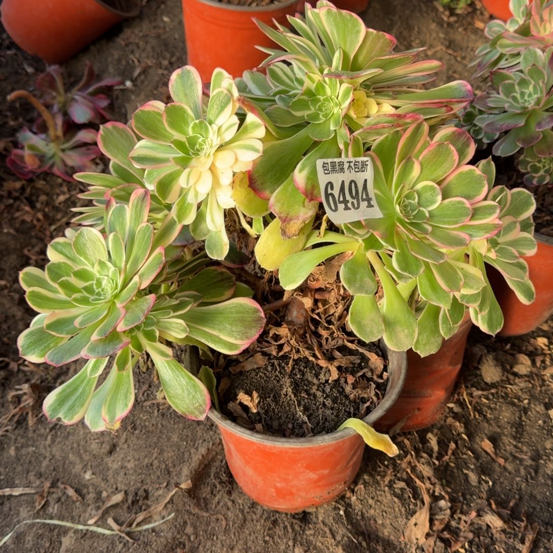 法师丘比特不包断6494 19-35