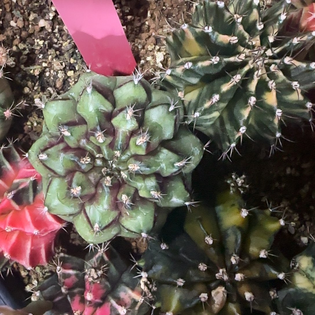 L785-1225泰国发货 花环