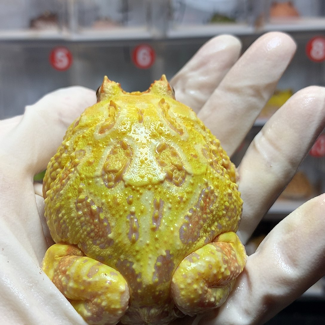 Z***角蛙3758 活动黄金公