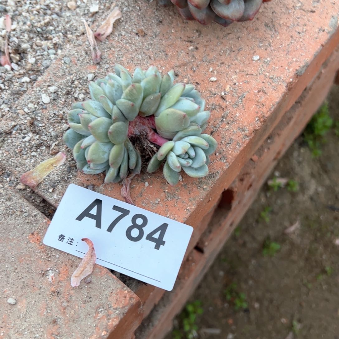 范*784 多肉多肉多肉多肉多肉