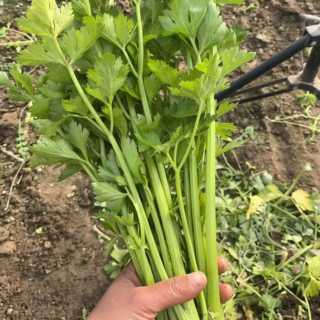 【方松农产】农家肥传统种植小芹菜现摘现发装香味浓郁
