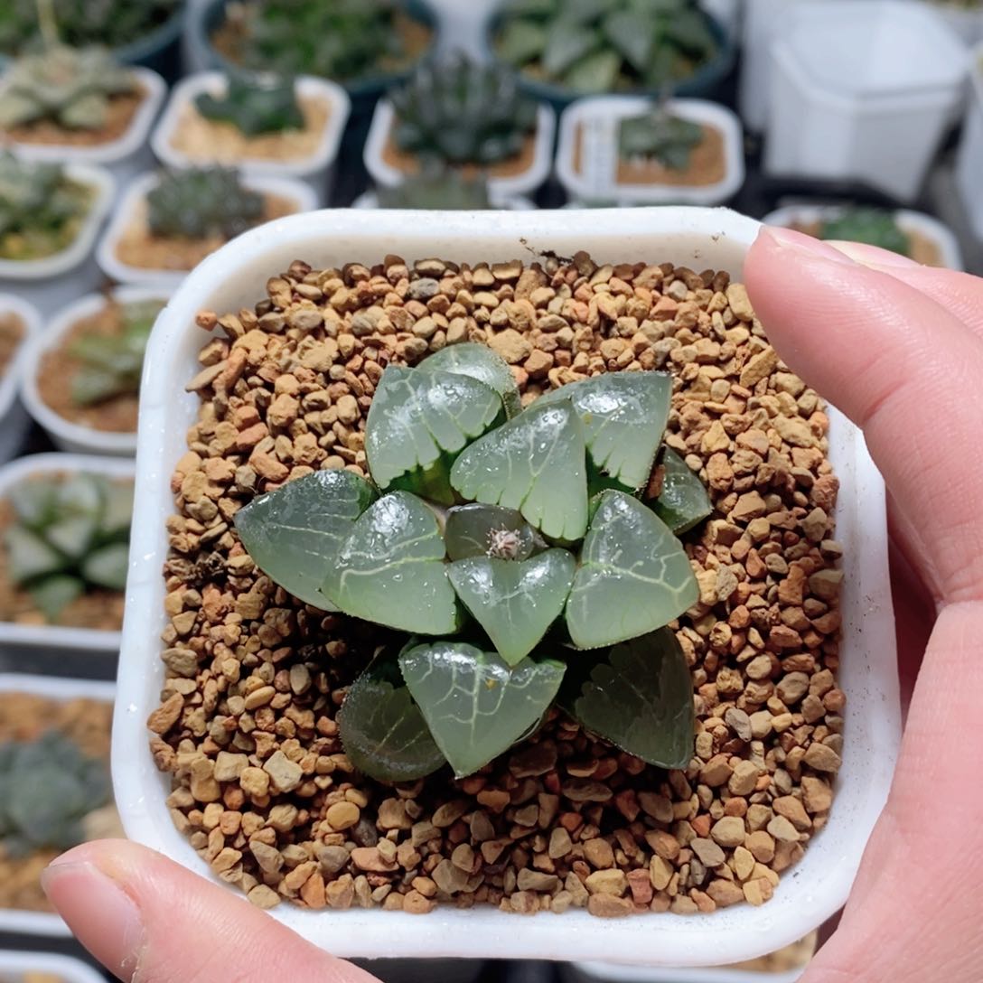 雅典娜女神玉露多肉植物