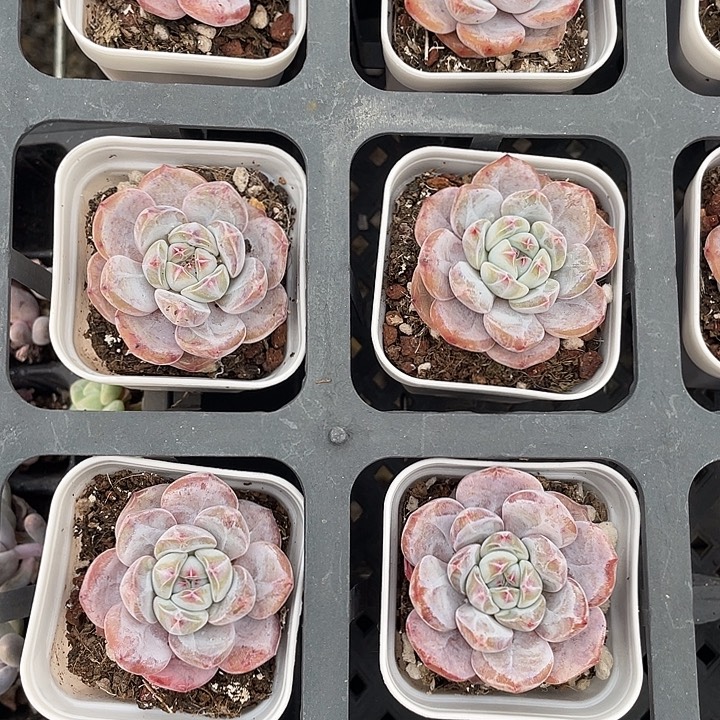 星影单头随机发2颗满18包邮