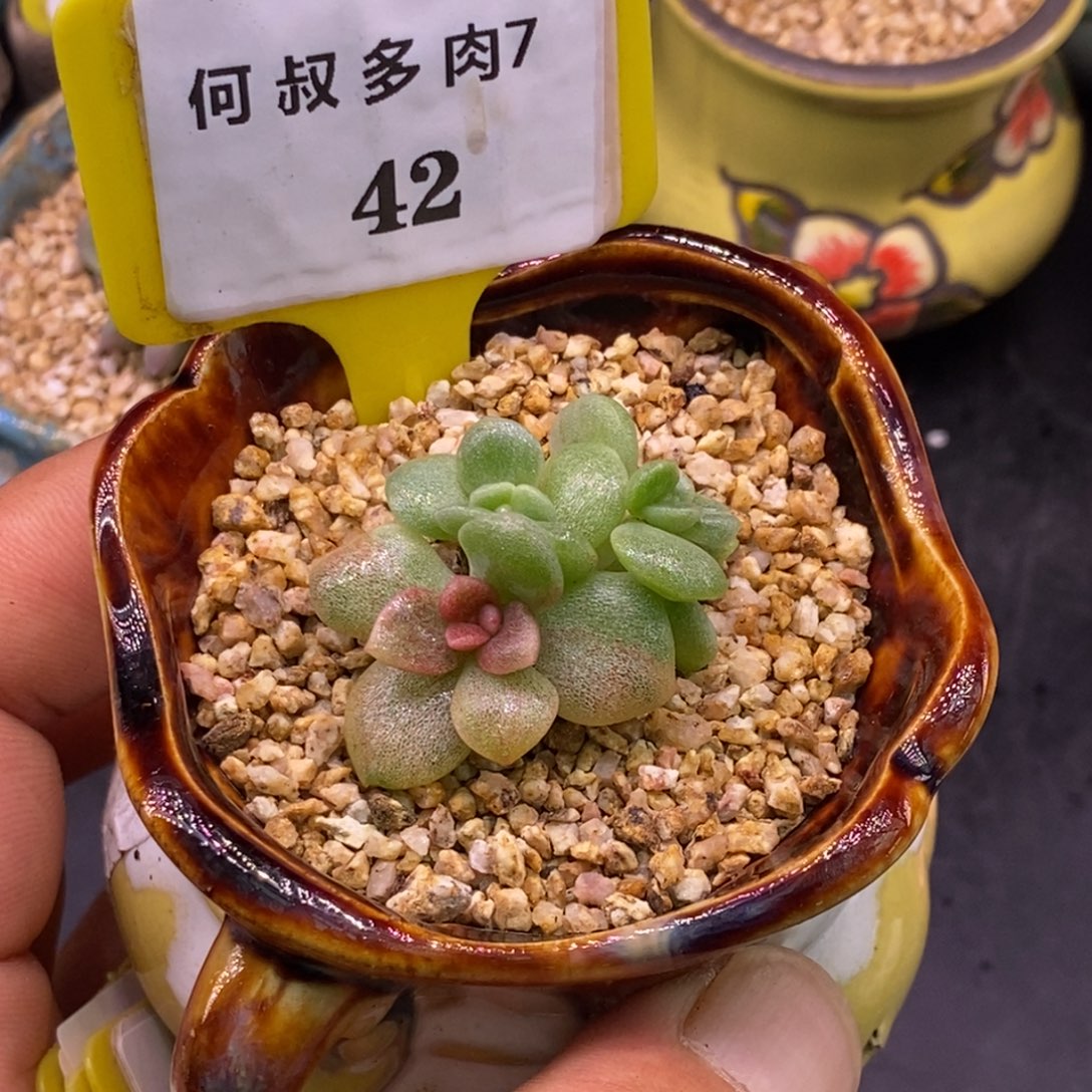 742冰玉石化福利带锦