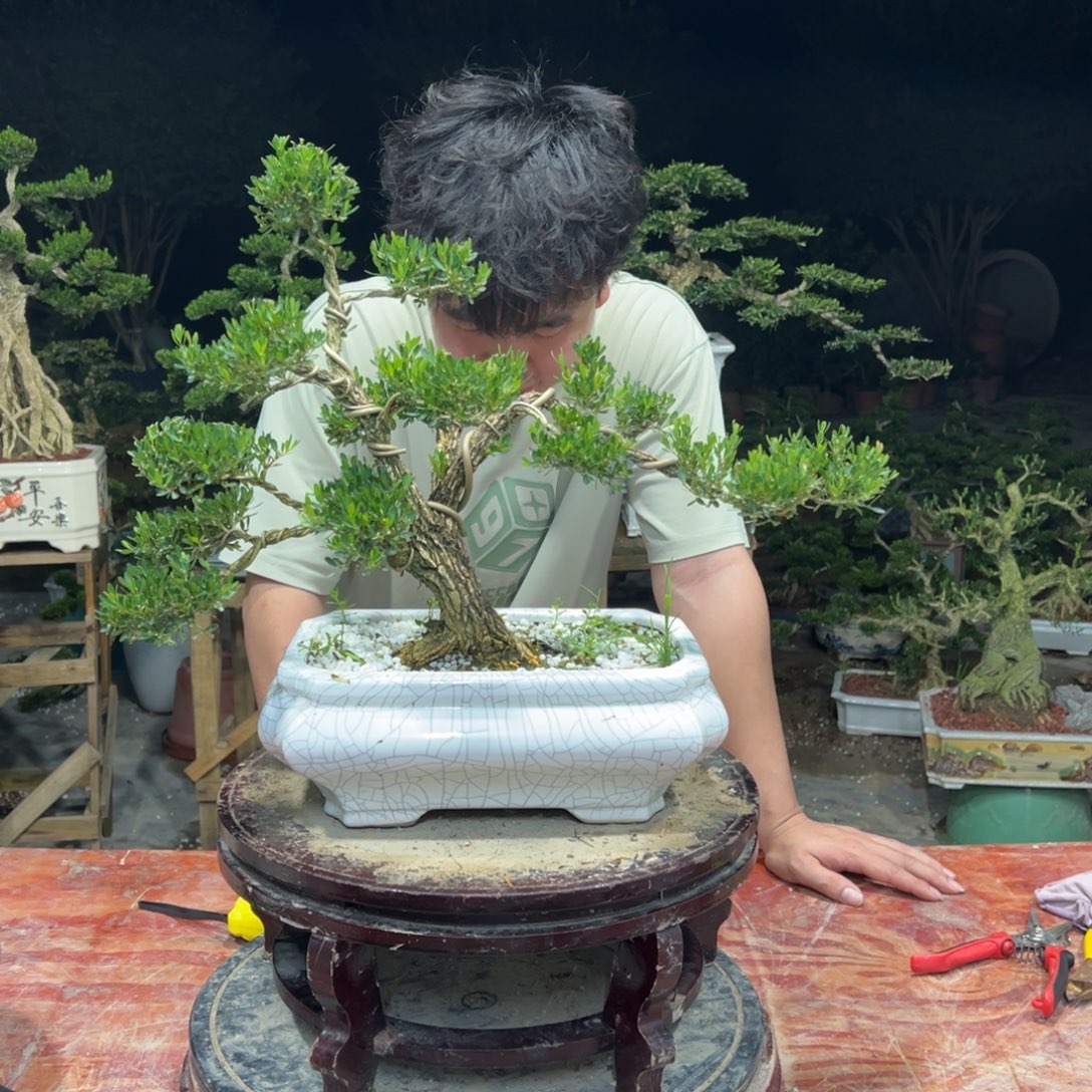 无花朵广东皱皮雀舌黄杨