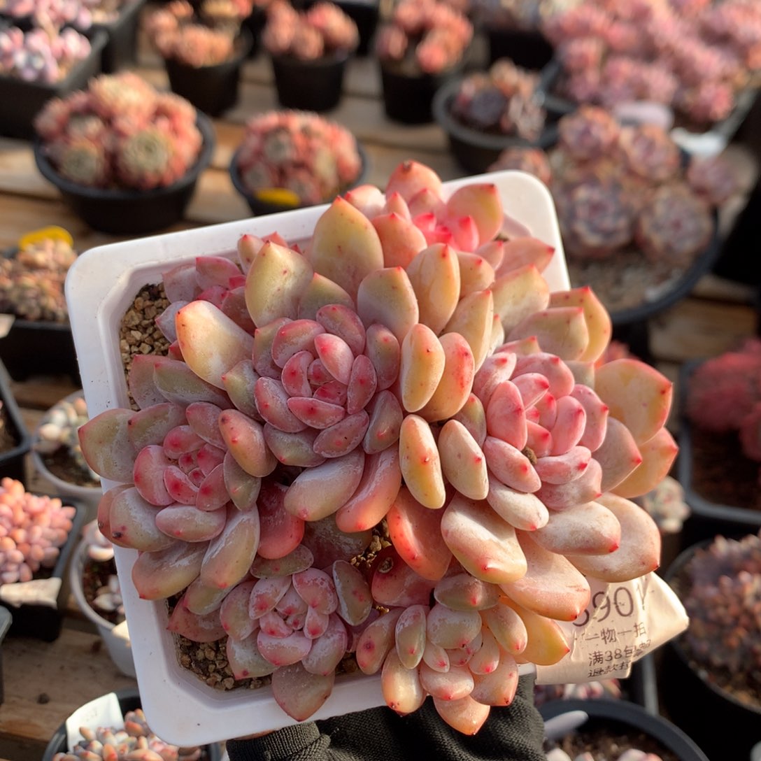 13厘米七头有砍溏心橙子 5901