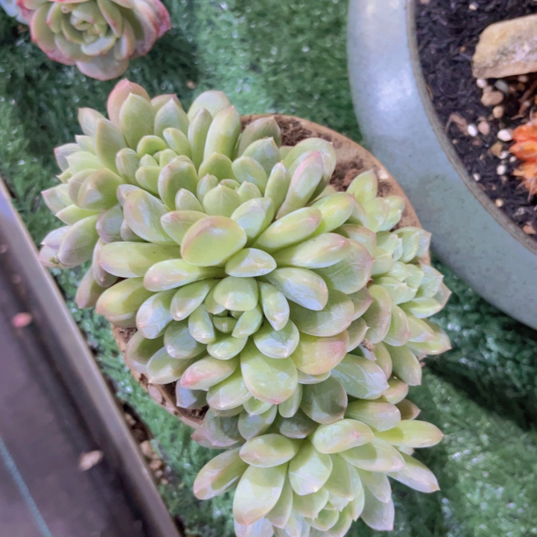 百达翡翠30196多肉植物