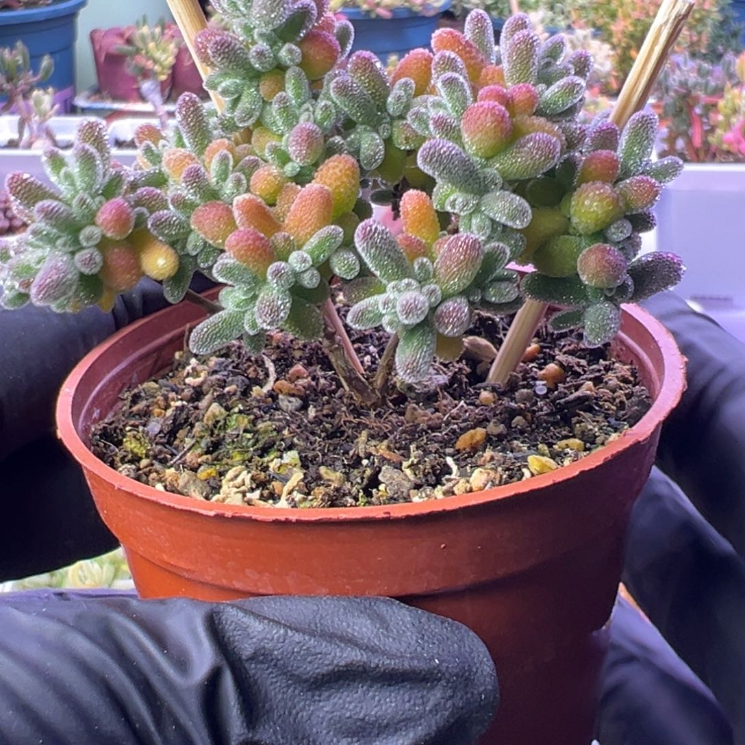 多肉植物枝干紫色冰晶个体