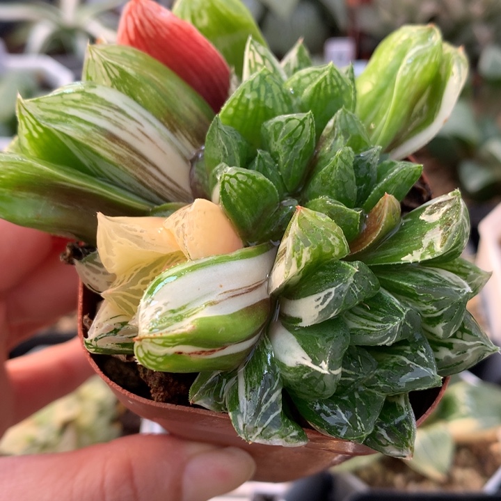 玉露锦群生，带盆一起