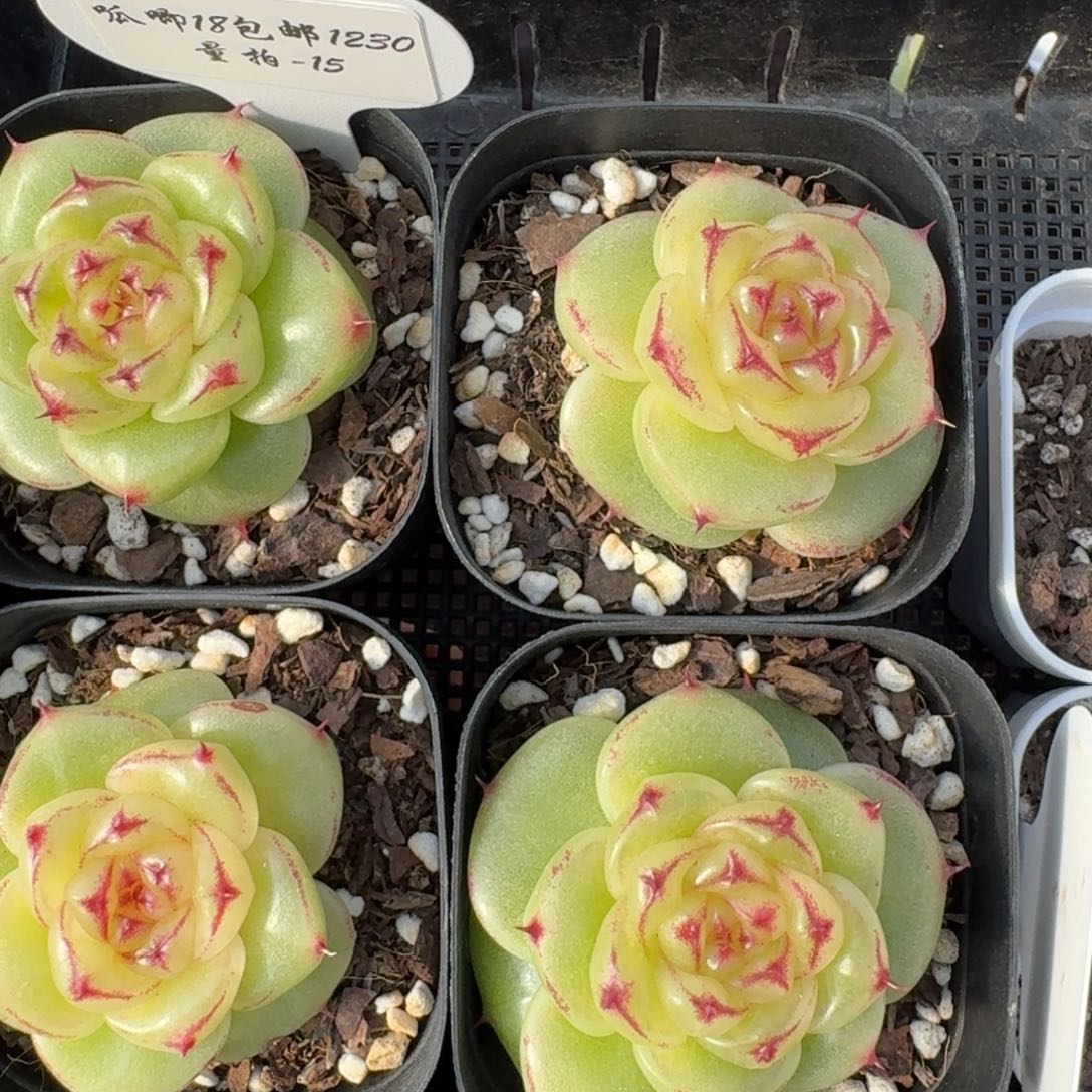 1230-15-宝拉珍妮单头量拍