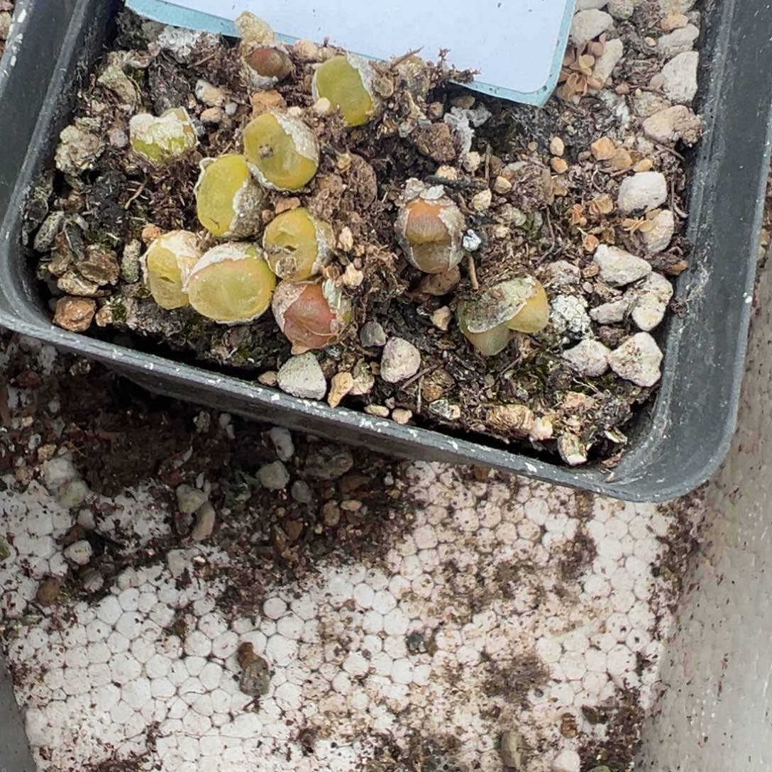19-70肉锥多肉植物