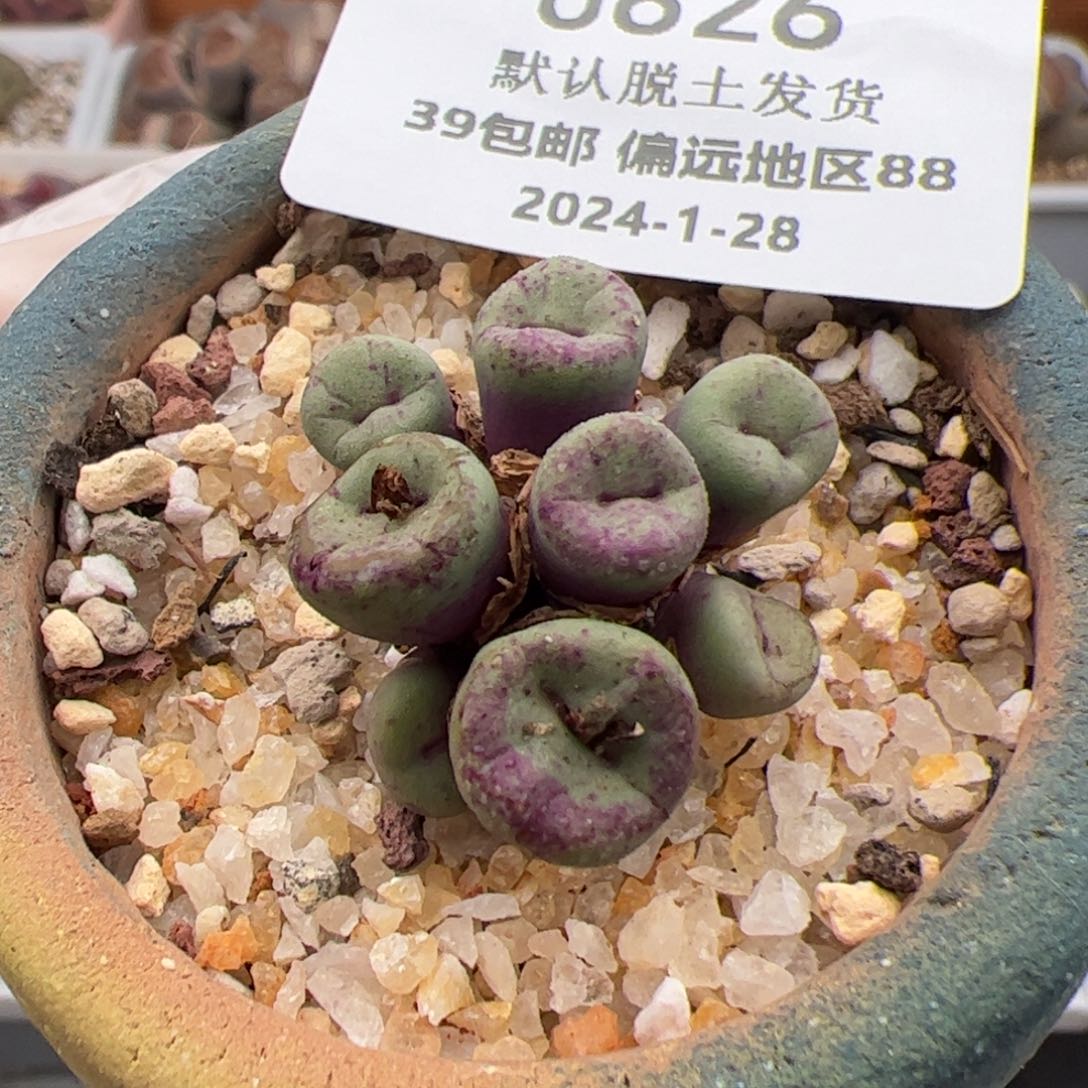 0626号嘴多肉植物