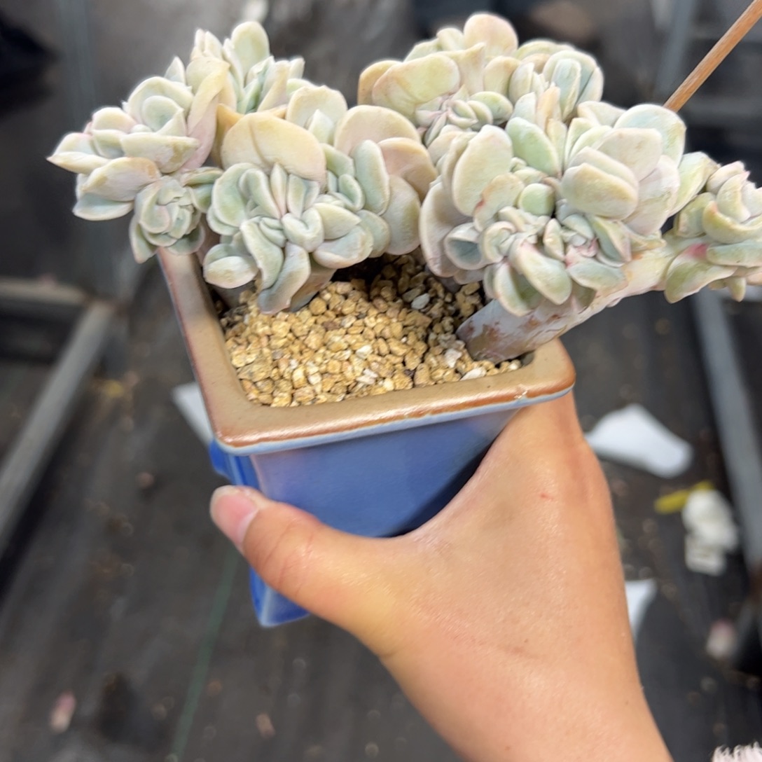 695 多肉植物组合盆栽