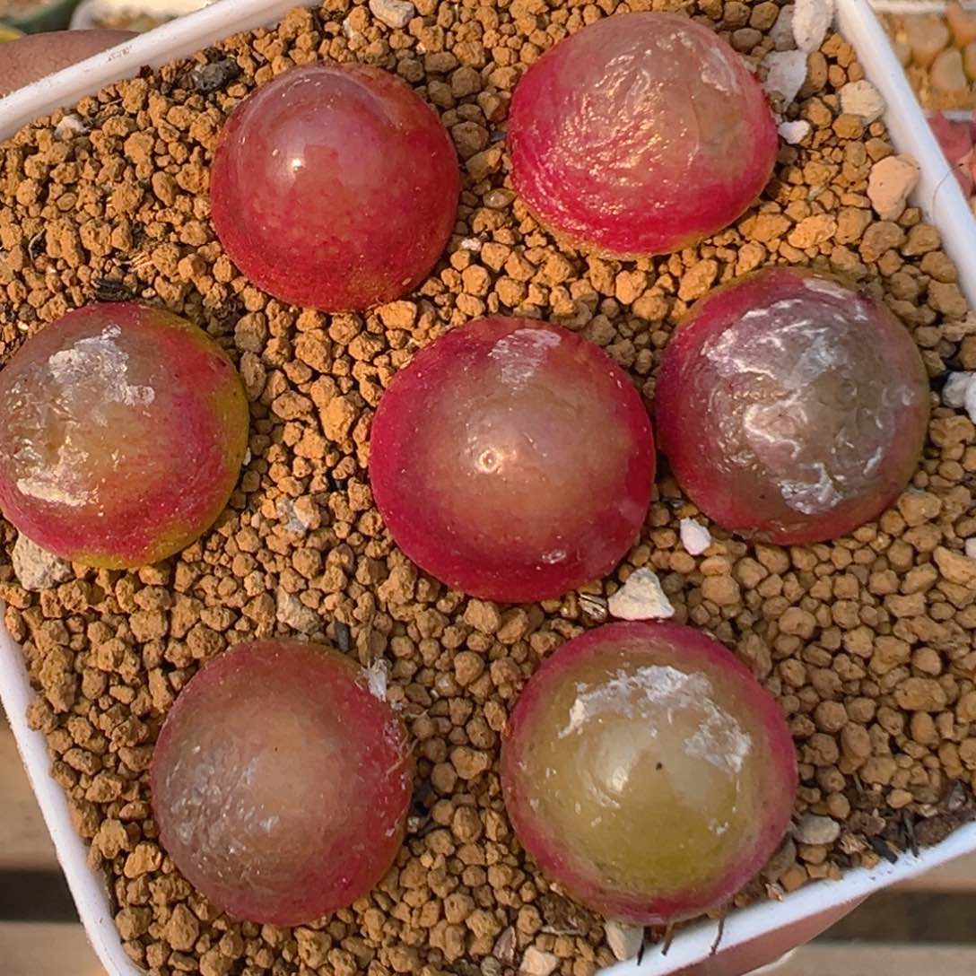 190010多肉植物百科