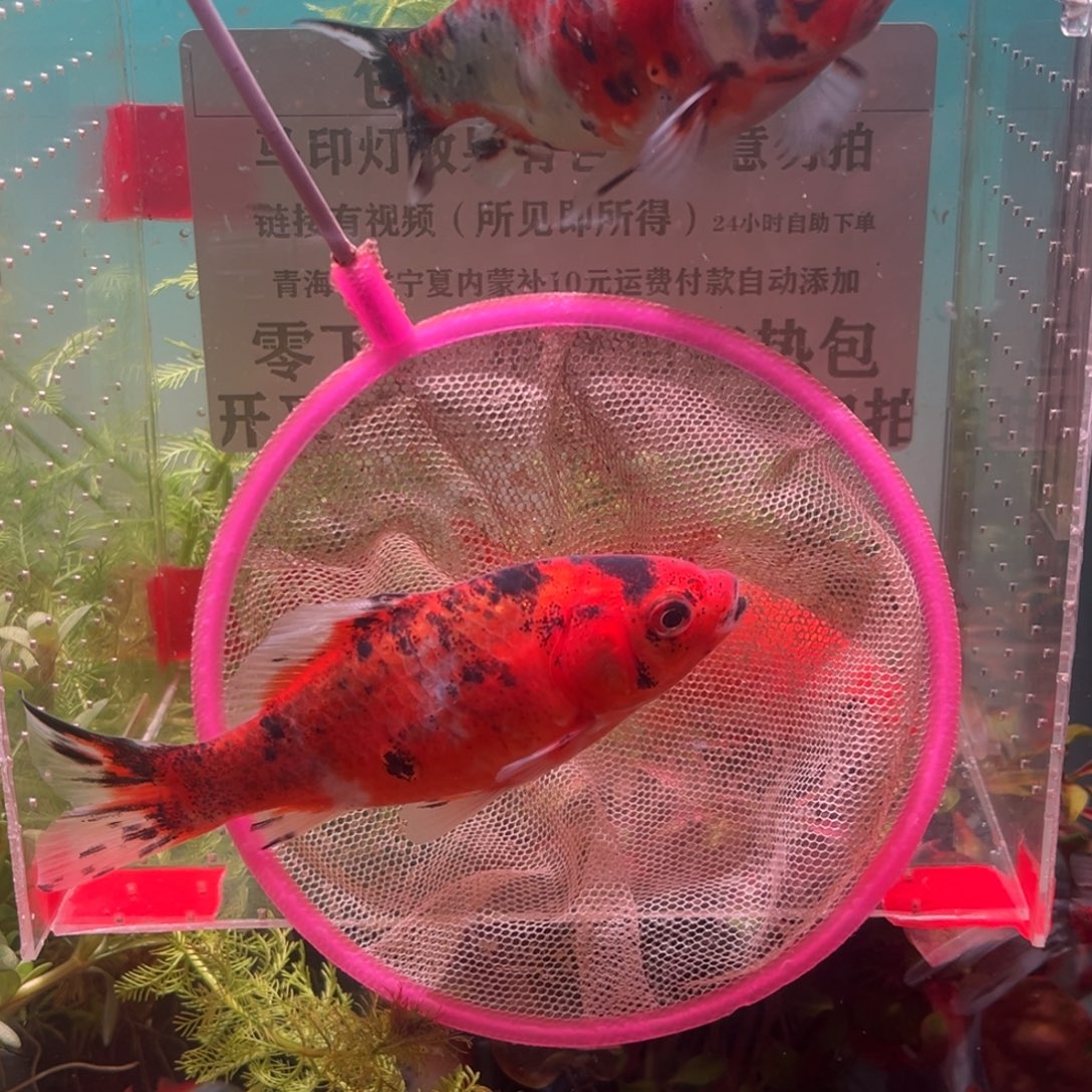 海水鱼270号我去了太原你要吗