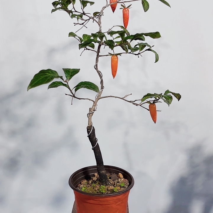 以实际为准梦之娜