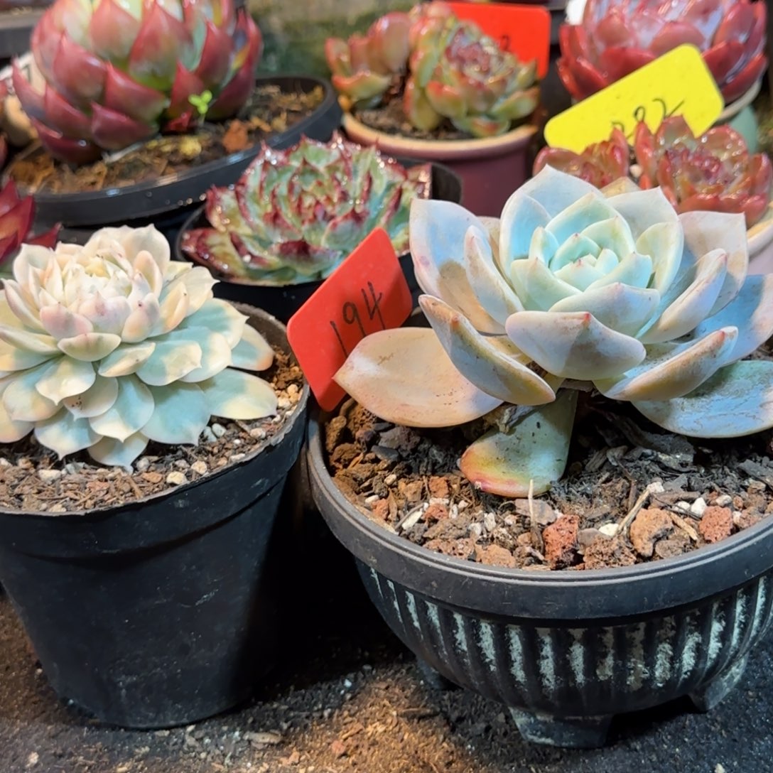 2个一物一拍包装收缩花旱