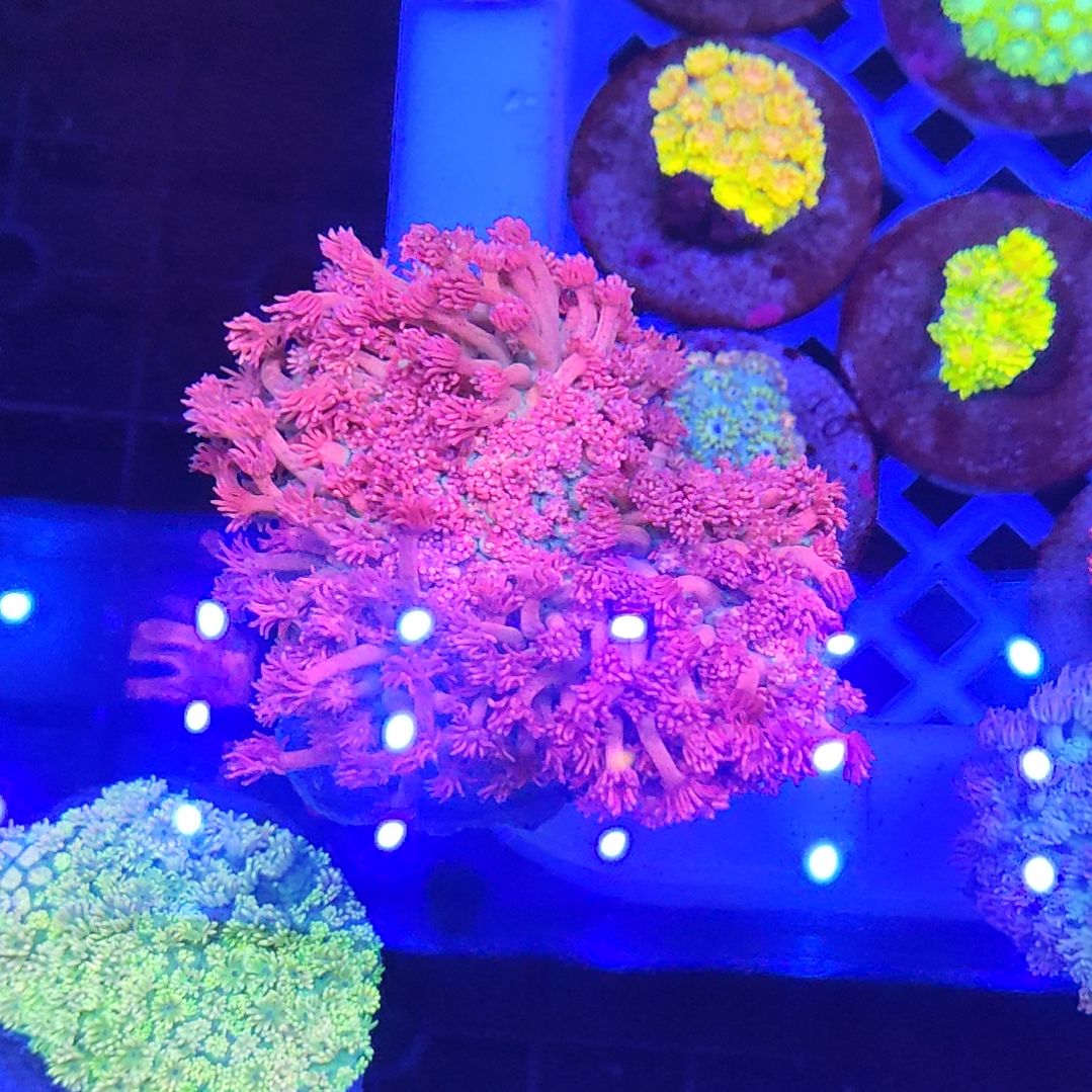 智海珊瑚不支持退货不包邮接受再下单