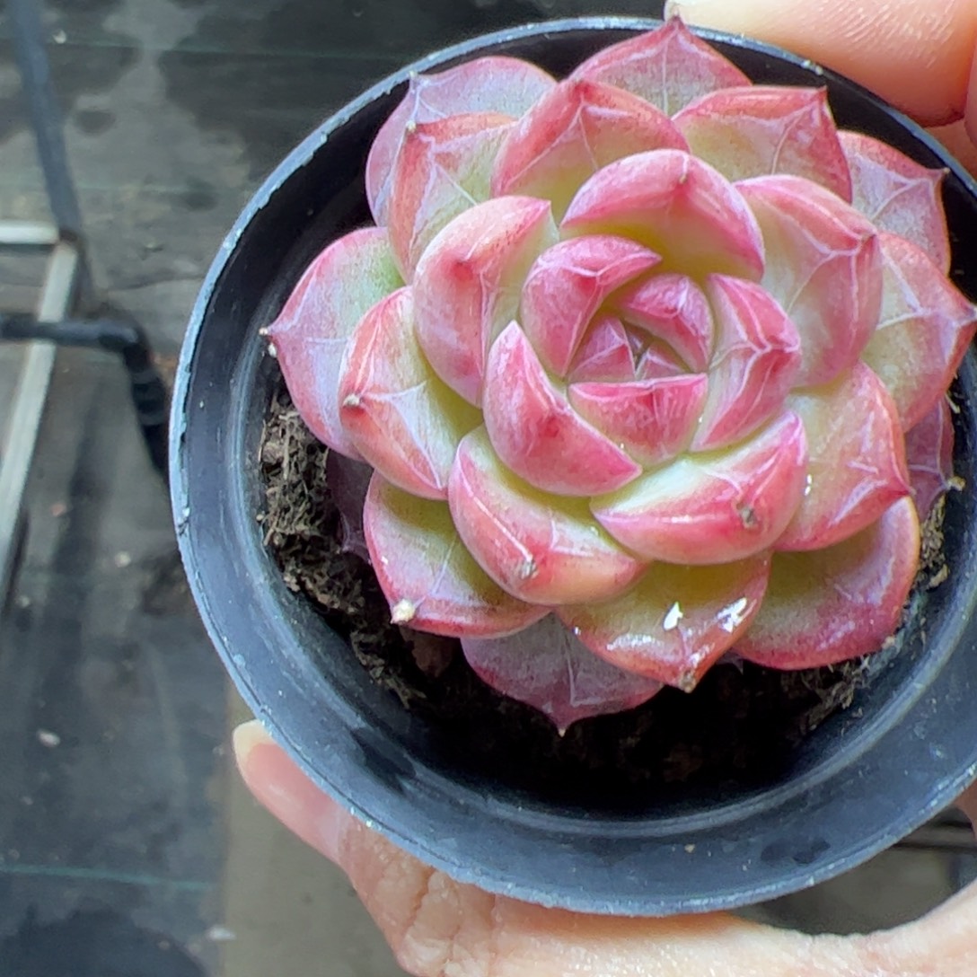 ****⁵184 多肉植物组合盆栽