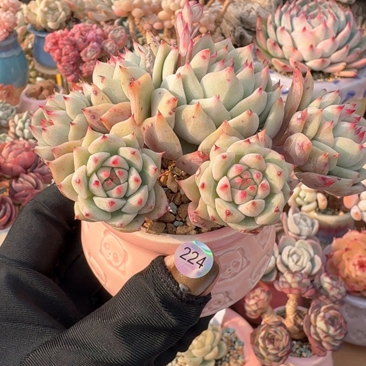 224 多肉含盆土 30元包邮 除偏远